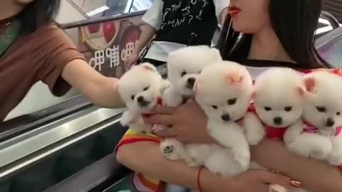 Funny And Cute Dog Videos