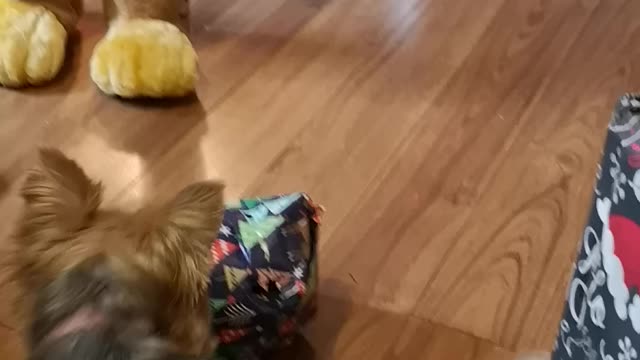 Yorkshire terrier opening Christmas present