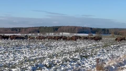 Herd of European Bison Crossing the Street