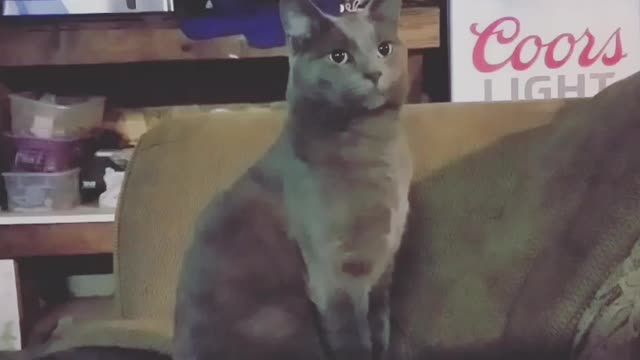 In ancient Egypt, cats were revered as gods.