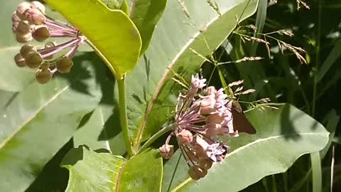 Milkweed