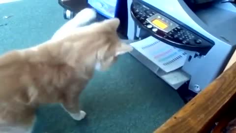 CAT VERSUS PRINTER