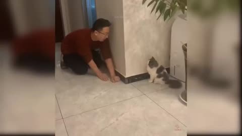 Awesome SO Cute Cat! Cute and Funny Cat Videos to Keep You Smiling!#2