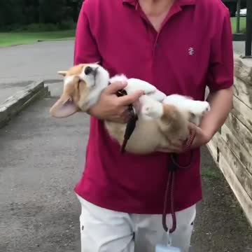 My All Dogs In One Video Part2 With New Dog