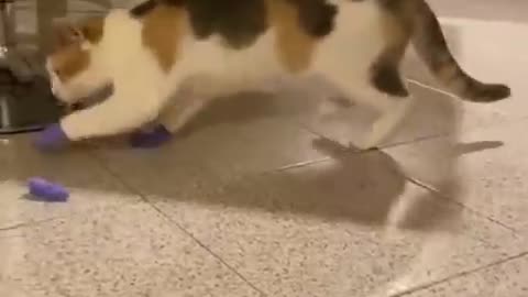 Funniest Cats and dogs reactions .😻🐶