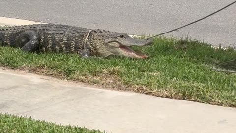 Tampa Gator Being Wrangled