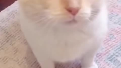 Funny Animal Videos Of The Day 109! 😂😂 #memes #dankmemes #coub #shorts