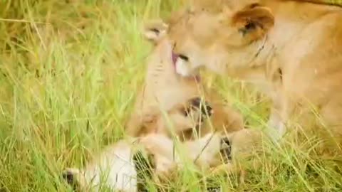 Animal 1: Lion