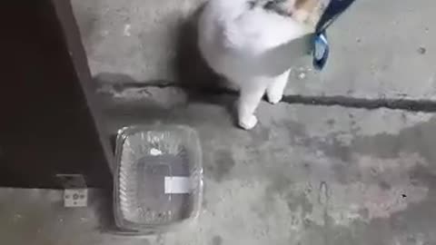 Funny And Cute Cat'S Life