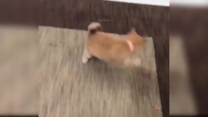 Baby Dogs - Cute and Funny Dog Videos Compilation