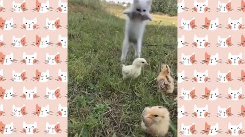 Cute, funny cat video's