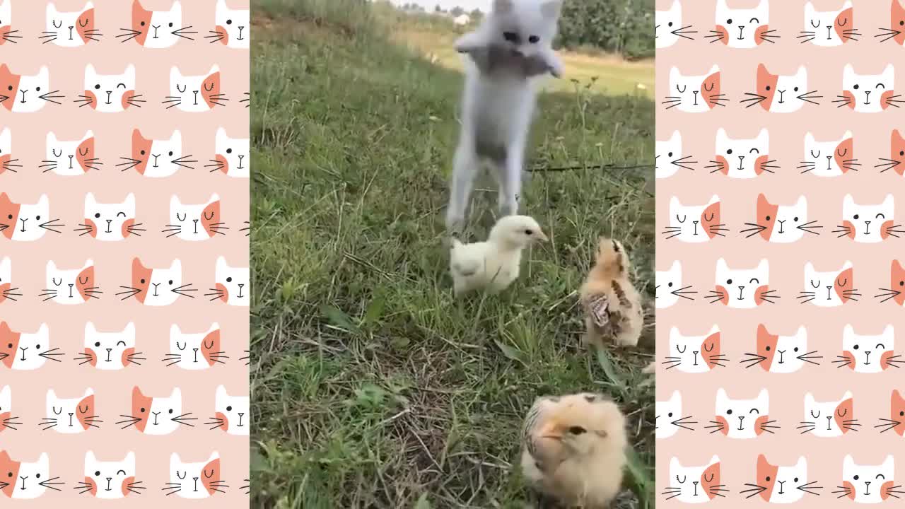 Cute, funny cat video's