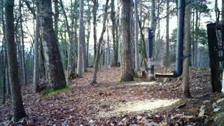 The Woods - 12/05/2020