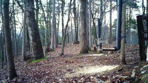 The Woods - 12/05/2020