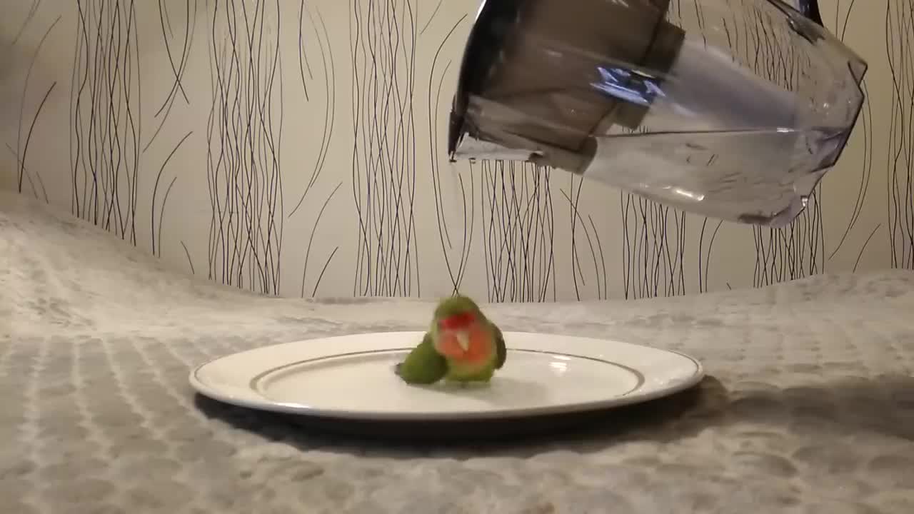 parrot takes a bath