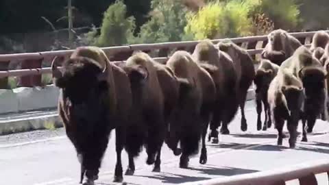 Bison Roundup in Yellowstone National Park_batch
