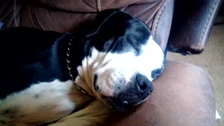 Zoe enjoying a nap (Sound on)