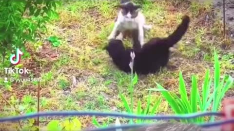 Cat Fight compilation 2023
