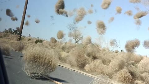 Tumbleweed Twister In Lake LA
