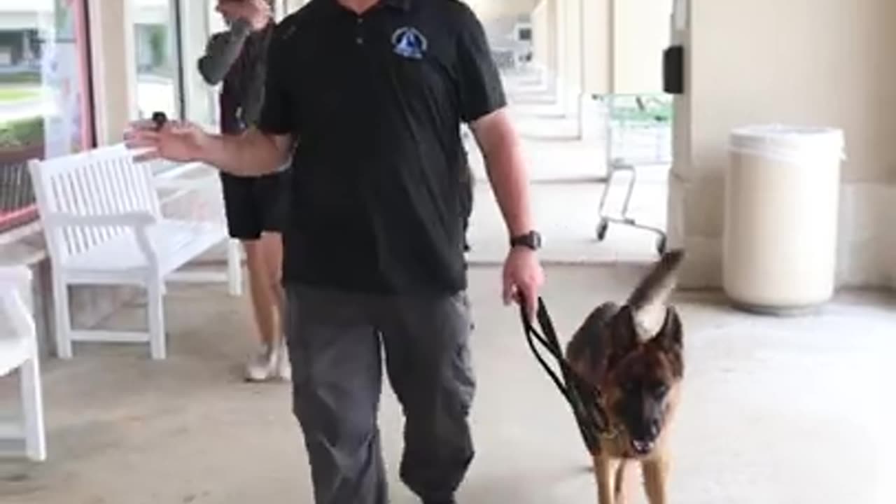 Obedience trained vs non trained dogs#germanshepherd #dogs
