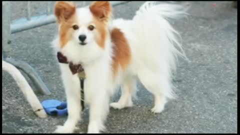 List of top 10 most cutesf for breeds Cute in the world 2022