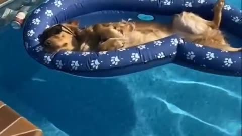 Funy dog