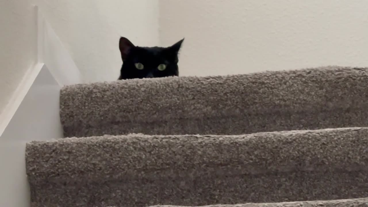 Adopting a Cat from a Shelter Vlog - Cute Precious Piper is in Her Secret Agent Mode