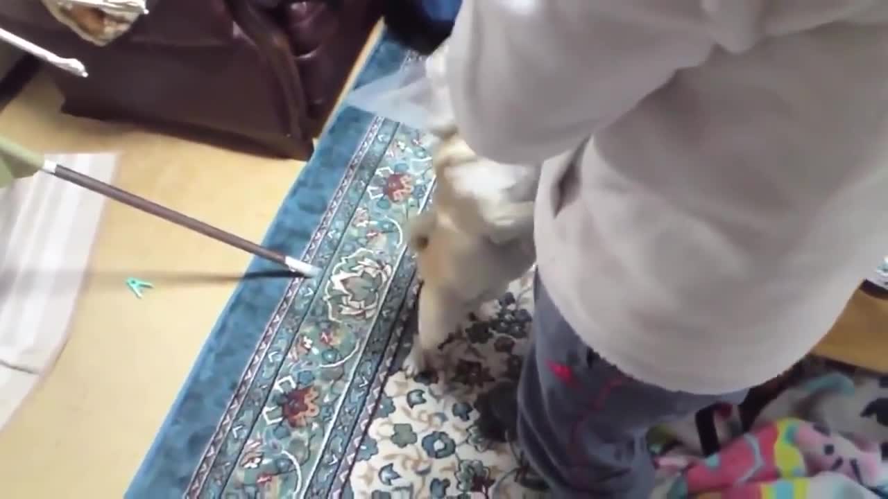 TOP 10 dog barking videos compilation 2021 ♥ Dog barking sound - Funny dogs