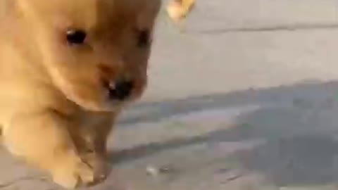 Let's play 😺😺😺 Cute dog video #Shorts