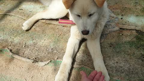 High five with a dog2