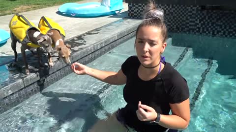 Teaching Dogs How To Swim!!
