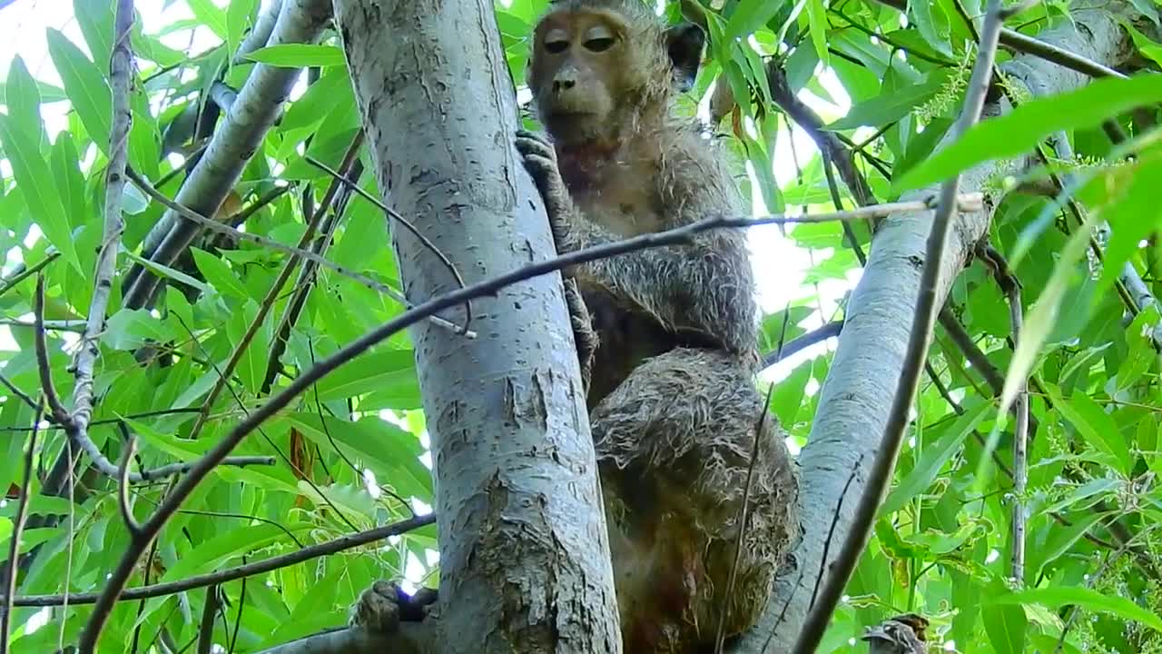 money was in a big trouble when three dogs meet the monkey