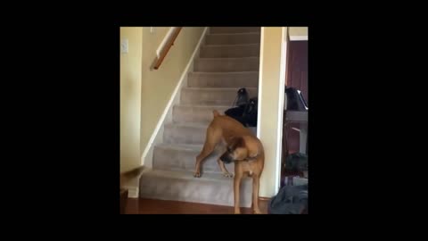 Angry Cats .Vs. Dog