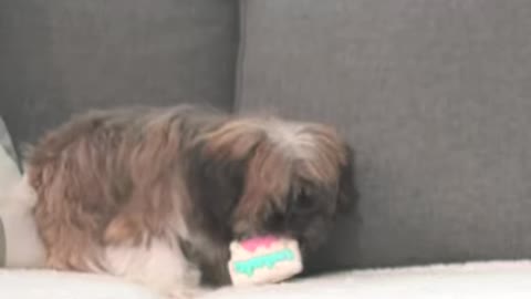 cute puppy lol
