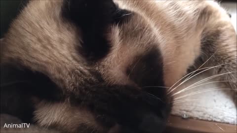 Siamese Kittens Playing
