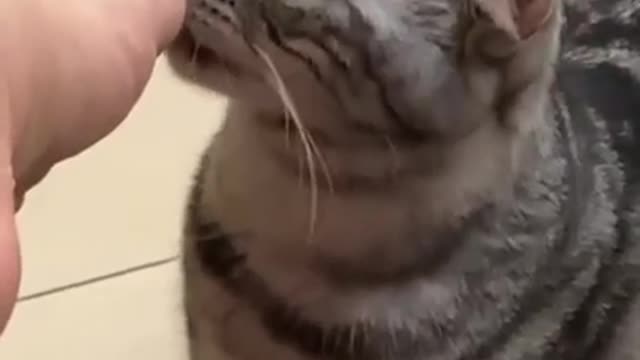 ps😹_ #funny Cute Cats #shorts Video😂_ #trending #animals #reels