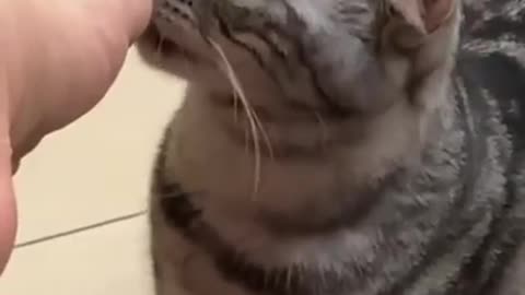 ps😹_ #funny Cute Cats #shorts Video😂_ #trending #animals #reels