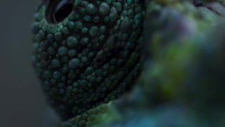 Always watching 👀 #FrozenPlanet2