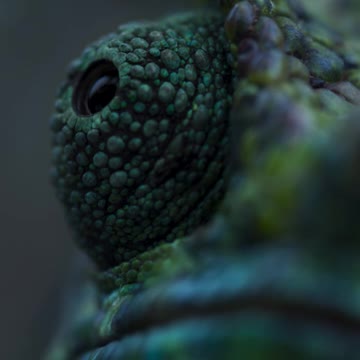 Always watching 👀 #FrozenPlanet2