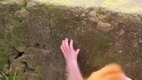 Baby monkey climbing on the wall