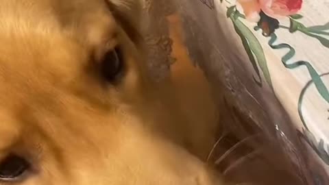 Your food is no longer urs When you have a dog