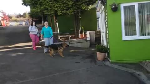 How to make your dog aggressiveness towards strangers