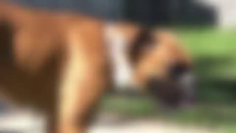 TOP 10 MOST DANGEROUS DOGS IN WORLD