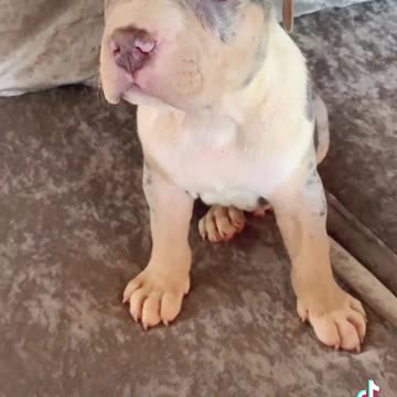 Xl merle American bully puppy in Marbella