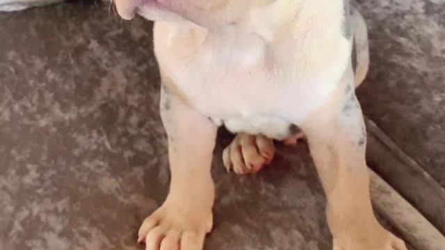 Xl merle American bully puppy in Marbella