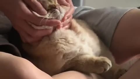 cat -