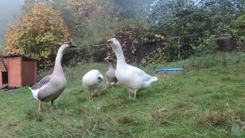 Pet Goose Hugs his Owner but Attacks Everyone Else