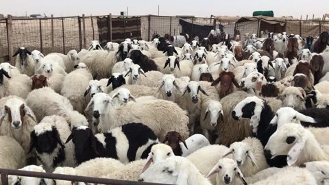 Goat farm in Saudi Arabia