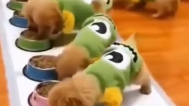 Top Funny Cute Dog Videos and TIKTOK Compilation #short