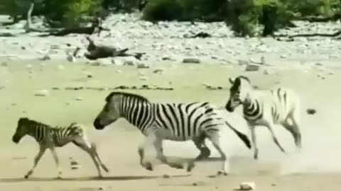 the cheetah is eventually beaten out by the race car